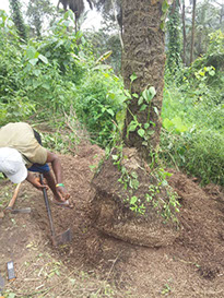 20170706 mamfe charity baumfaellarbeiten fuer das kinderheim1
